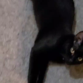 5月14日(日)参加猫やまとの画像