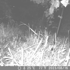 すぎぴたんの事件簿シーズン3　350話（ノラうさぎ）の画像