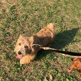 5月11日13わんこと1時間遠足  代々木公園の画像