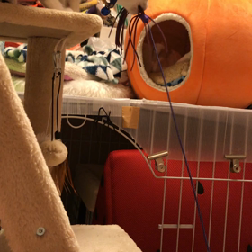 きんとん、ハチワレレトリニャーになるの画像