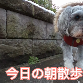 今日も朝散歩の画像