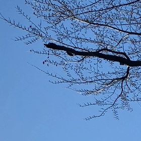 コゲラさんの画像