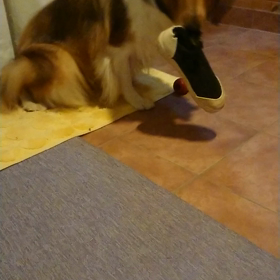 ラフコリー破壊の画像