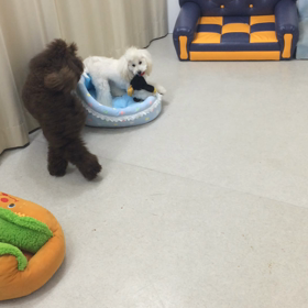 ♪プレイルーム動画♪の画像