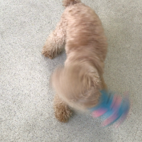 ♪プレイルーム動画♪の画像