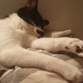 レム睡眠の画像