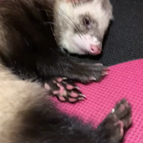 嗅ぎたい‼️の画像