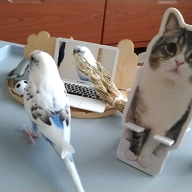 もちまるの画像