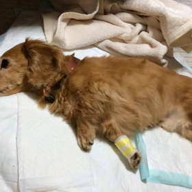 まだ、かろうじてかな、アーク頑張っております。  の画像