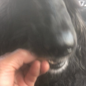 鮭　とったど〜　今日も浦本漁港への画像