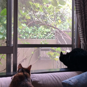 すずめちゃんの画像