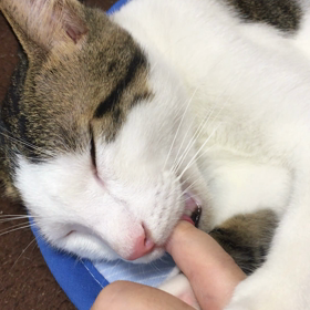 何か味がするのかな？の画像