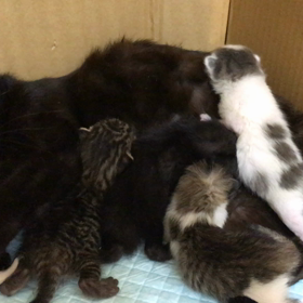 遺棄された親子猫の画像