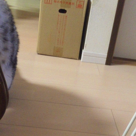 ネコ動画。の画像