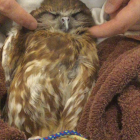 ふくろうさん爪切り後の…の画像