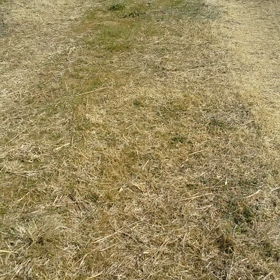 ラムネハッスル✨の画像