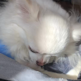 ぺろぺろたいむの画像