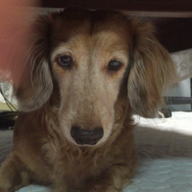 げじげじ動画の画像