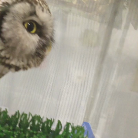 いらっしゃーい✨の画像