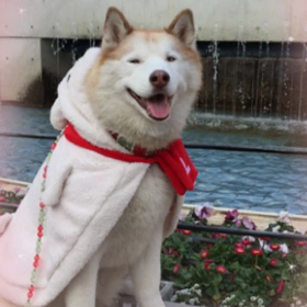 明けましておめでとうございますの画像