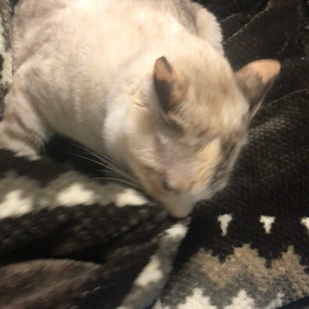 下町兄弟の画像