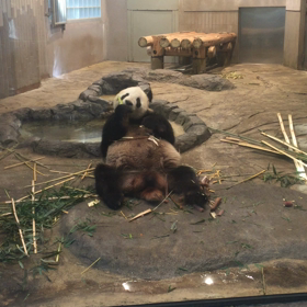 リーリー。シンシン。の画像