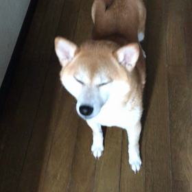 夕散歩の画像