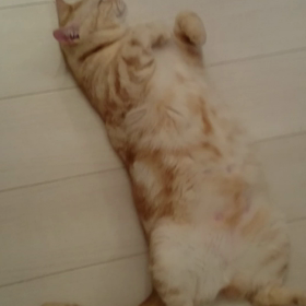 愛猫 No.５の画像