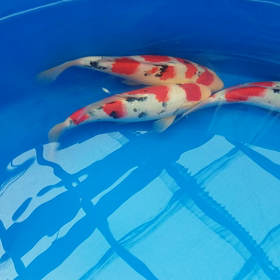 さらに、、、さんけの画像