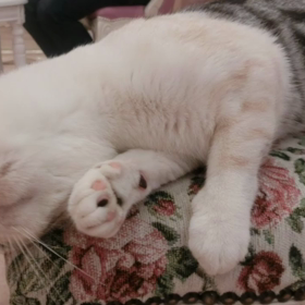 猫カフェムービー41〜43    マリーナホップの画像