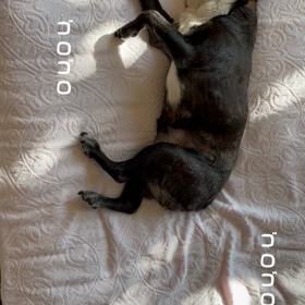 ゴロンゴロンの画像