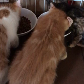 遊んだあとはモリモリの画像