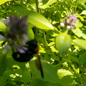 ホーリーバジルと蜂の画像