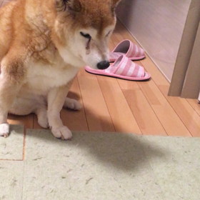 居眠り中。笑笑の画像