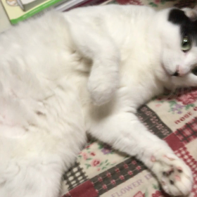 アタックアタック！の画像