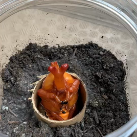 カブトムシの脱皮の画像