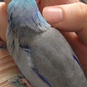 モフモフ活の画像