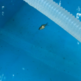 日本オランダ孵化42日目の画像