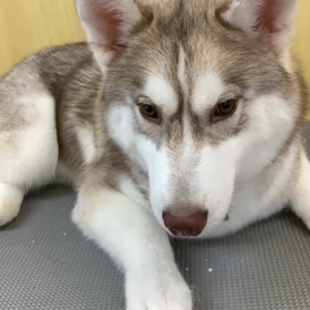 シベリアンハスキーの画像