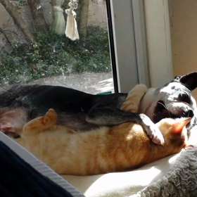 いちゃつく犬と猫の画像