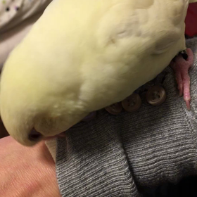 ボタンが好きの画像