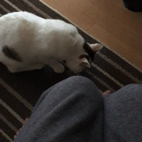 なでなでお願いの画像