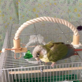 ころ、戦う！の画像