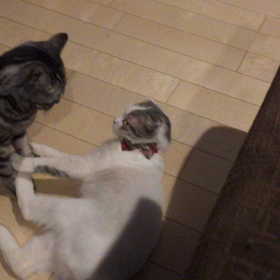 ニャスリングの画像