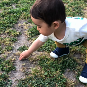 てんとう虫を、、、の画像