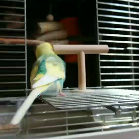 日常のぴなるーりんの画像