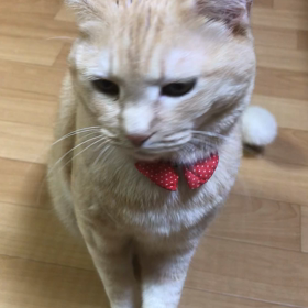 猫の芸「お手、おかわり、バーン！」の画像