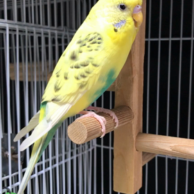 今朝のファーちゃんの画像