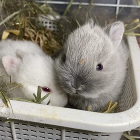 すくすくベビーちゃんの画像