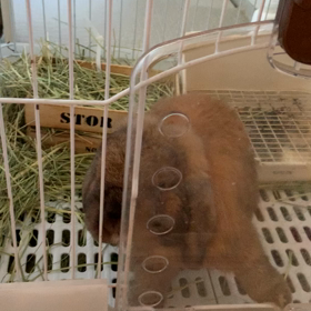 がっつくうさぎの画像